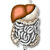 Digestive